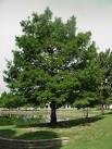 Tree land Nursery - Dallas, Texas - Bald Cypress Tree