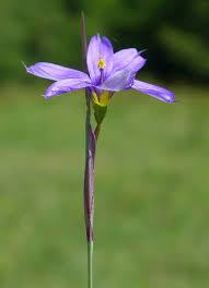 Attēlu rezultāti vaicājumam “Sisyrinchium montanum fruit”