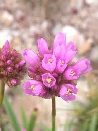 Attēlu rezultāti vaicājumam “Armeria vulgaris”