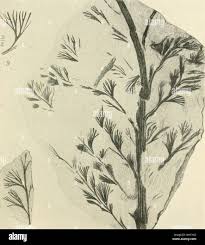 Attēlu rezultāti vaicājumam “Pteropsida”