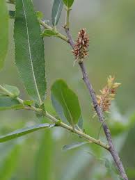Attēlu rezultāti vaicājumam “Salix x doniana flower”