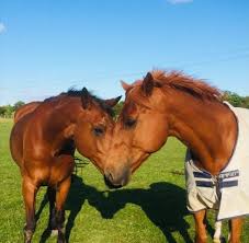 Image result for Cranleigh School Stables