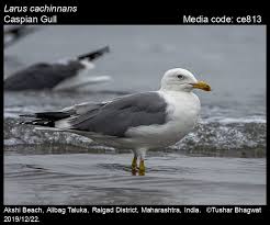Image result for Larus cachinnans