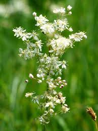 Image result for Filipendula vulgaris