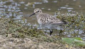 Image result for Calidris bairdii
