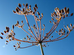 Attēlu rezultāti vaicājumam “Anethum graveolens flower”