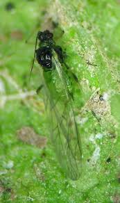 Attēlu rezultāti vaicājumam “Aphis farinosa”