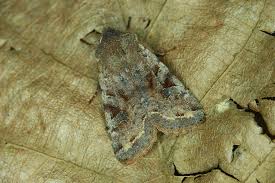 Attēlu rezultāti vaicājumam “Orthosia incerta”