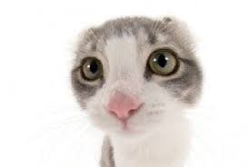 Image result for limecat