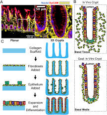 Attēlu rezultāti vaicājumam “Bryum funkii cells”