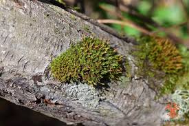 Attēlu rezultāti vaicājumam “Ulota crispa”