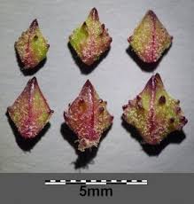 Attēlu rezultāti vaicājumam “Atriplex patula fruit”