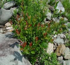 Attēlu rezultāti vaicājumam “Salix myrtilloides”