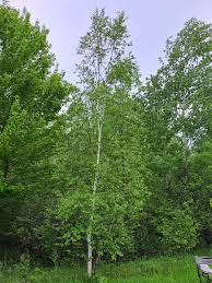 Attēlu rezultāti vaicājumam “Betula papyrifera”