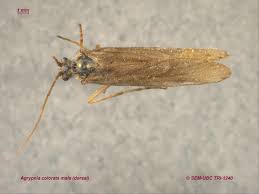 Attēlu rezultāti vaicājumam “Phryganeidae”