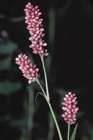 Attēlu rezultāti vaicājumam “Persicaria maculosa”
