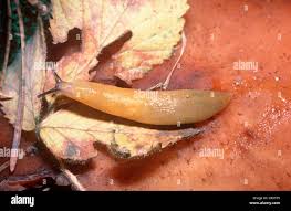 Attēlu rezultāti vaicājumam “Malacolimax tenellus”