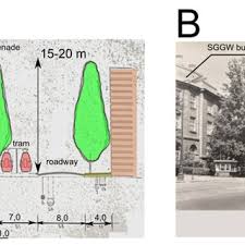 Attēlu rezultāti vaicājumam “Populus x petrowskyana”
