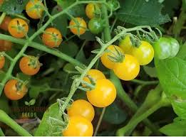 Afbeeldingsresultaat voor broad ripple yellow currant tomato