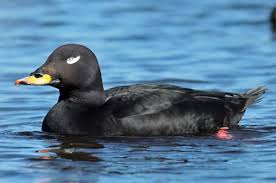 Attēlu rezultāti vaicājumam “Melanitta fusca”