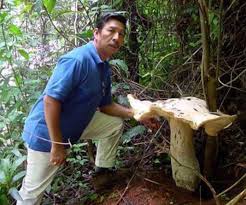 Image result for macrocybe titans