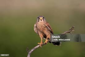 Attēlu rezultāti vaicājumam “Falco tinnunculus”