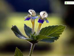 Attēlu rezultāti vaicājumam “Galeopsis speciosa leaf”