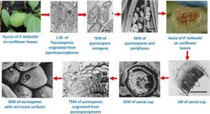 Attēlu rezultāti vaicājumam “Puccinia poarum”