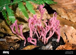 Attēlu rezultāti vaicājumam “Clavulina amethystina”