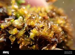 Attēlu rezultāti vaicājumam “Mylia anomala”