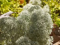 Attēlu rezultāti vaicājumam “Cladonia stellaris”