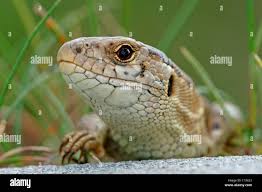 Attēlu rezultāti vaicājumam “Lacerta agilis female”