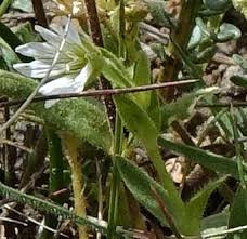 Attēlu rezultāti vaicājumam “Cerastium arvense leaf”