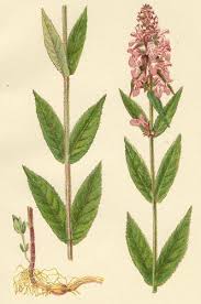 Attēlu rezultāti vaicājumam “Stachys palustris bud”