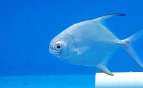 Image result for Trachinotus carolinus