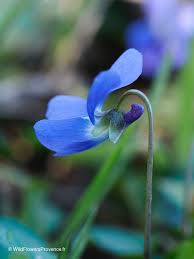 Attēlu rezultāti vaicājumam “Viola hirta”