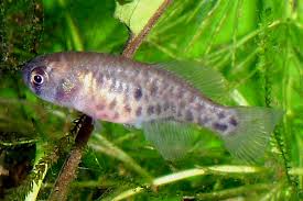 Attēlu rezultāti vaicājumam “Arcyria affinis young”