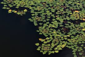 Attēlu rezultāti vaicājumam “Trapaceae”