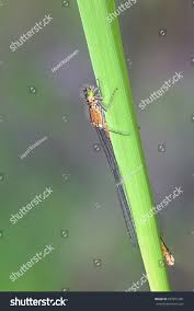 Attēlu rezultāti vaicājumam “Coenagrion armatum”