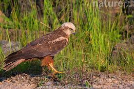 Attēlu rezultāti vaicājumam “Circus aeruginosus”