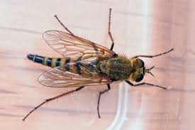 Attēlu rezultāti vaicājumam “Therevidae”