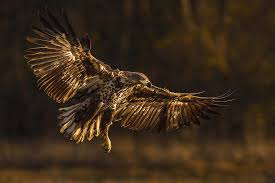 Image result for Haliaeetus albicilla