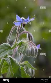 Image result for Borretsch