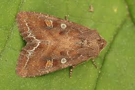 Attēlu rezultāti vaicājumam “Lacanobia oleracea”