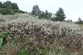 Attēlu rezultāti vaicājumam “Salix lapponum”