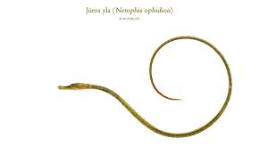 Attēlu rezultāti vaicājumam “Acilius sulcatus male”