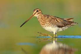 Attēlu rezultāti vaicājumam “Gallinago gallinago”