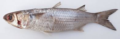 Image result for Mugil curema