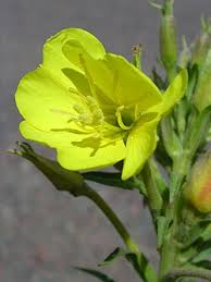 Image result for Oenothera biennis