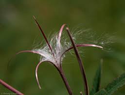 Attēlu rezultāti vaicājumam “Epilobium angustifolium bud”